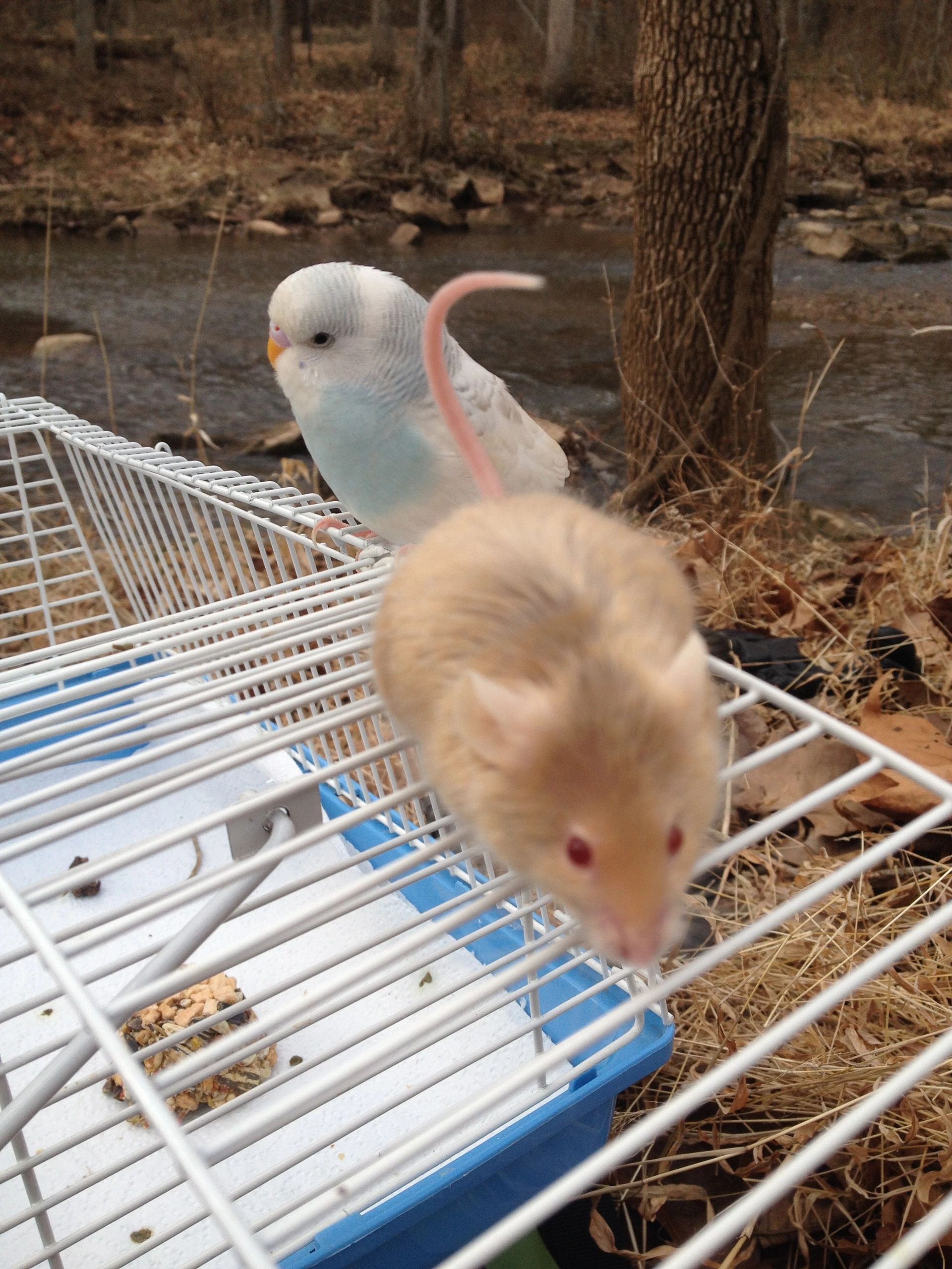 Budgie and hamster