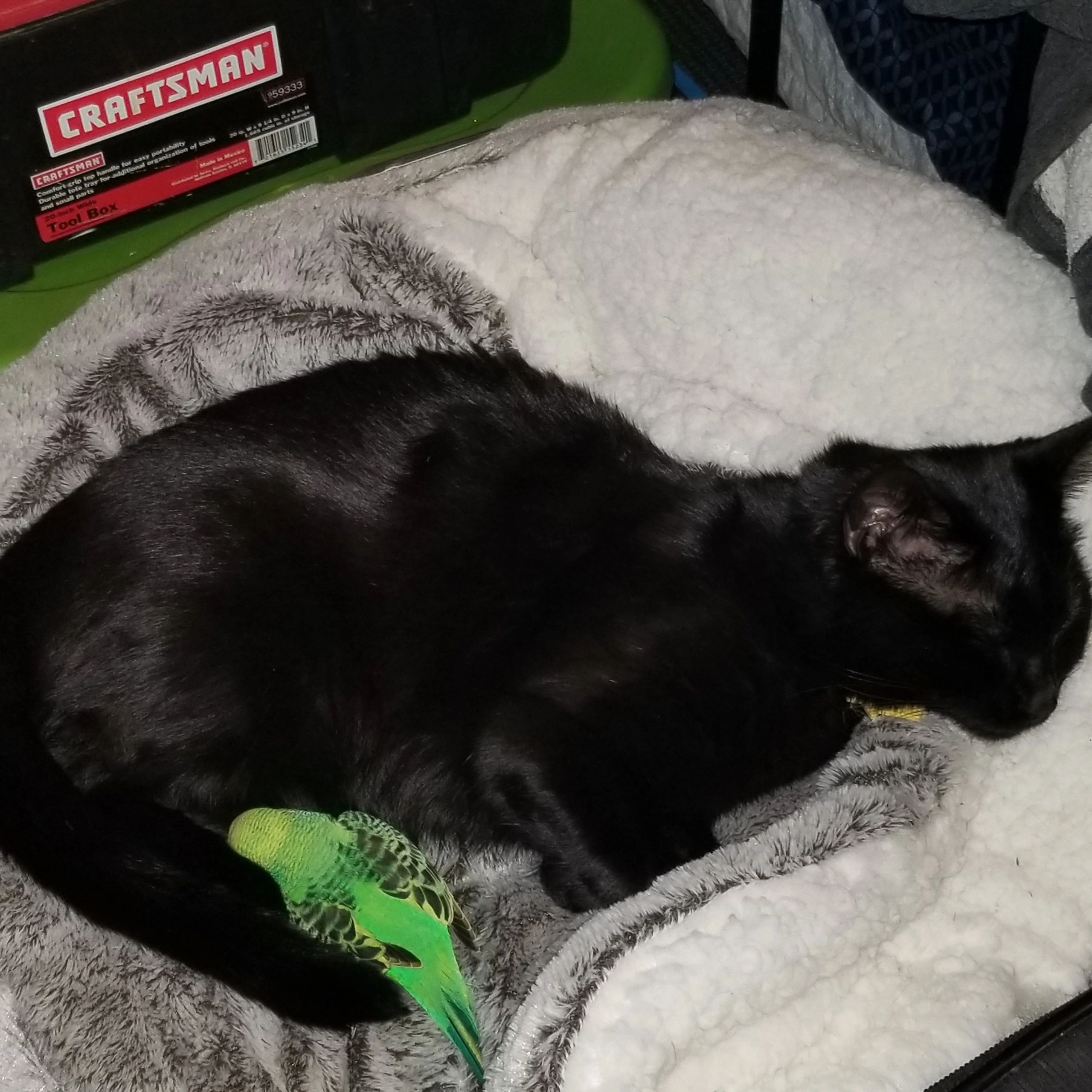 Cat with green parakeet