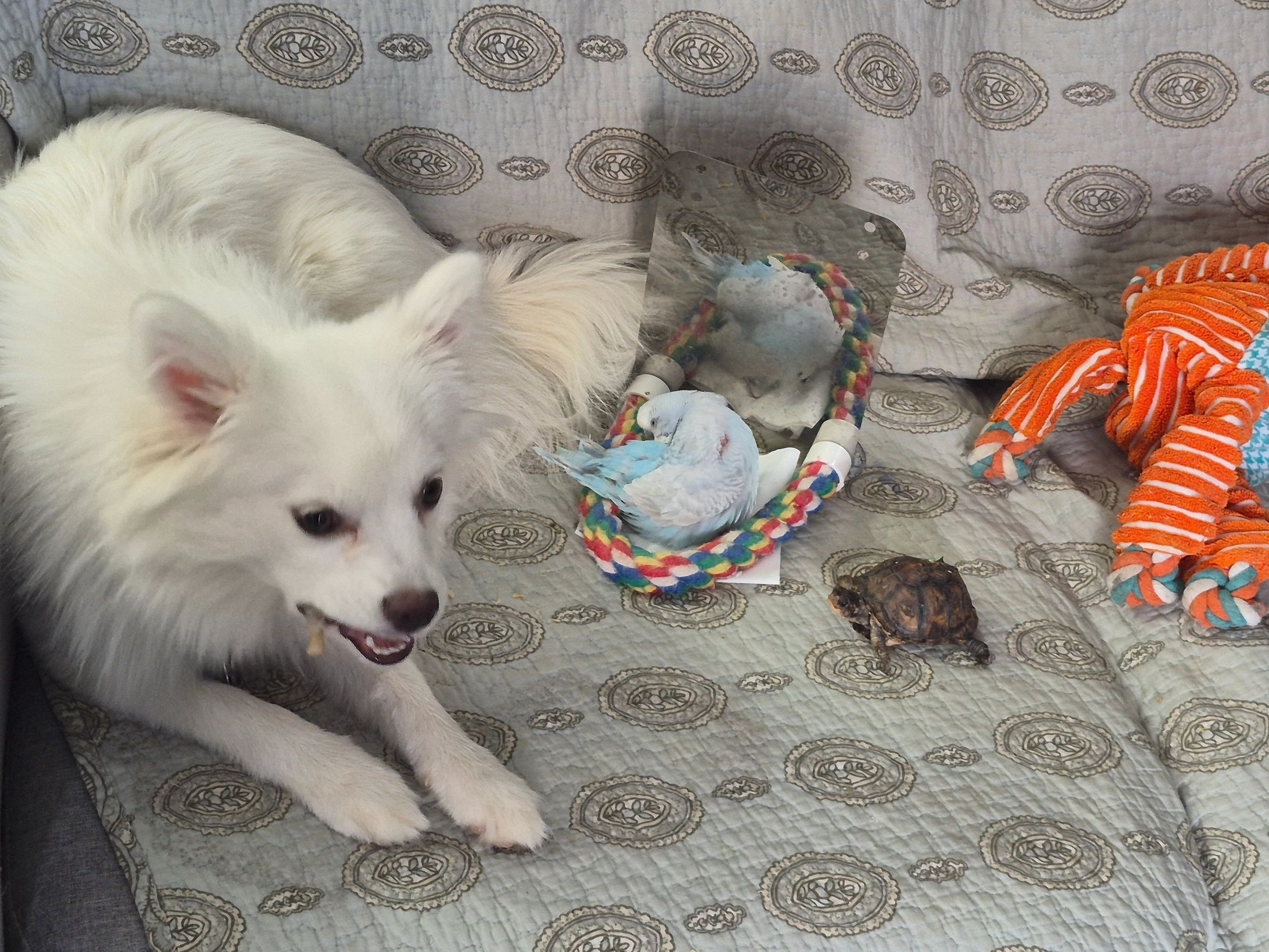 White fluffy dog with toys