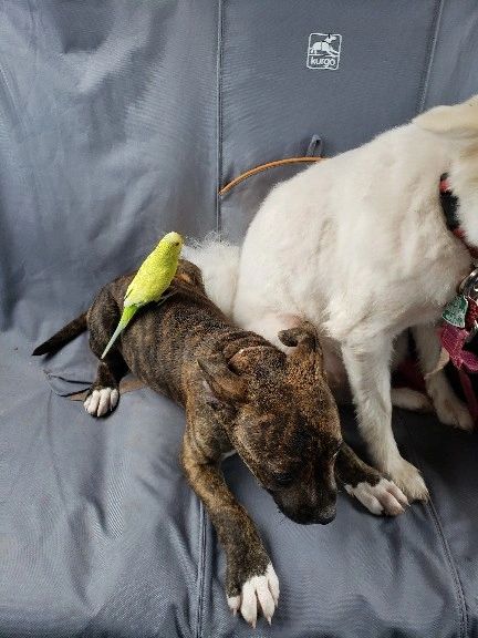 Dogs and parakeet in car