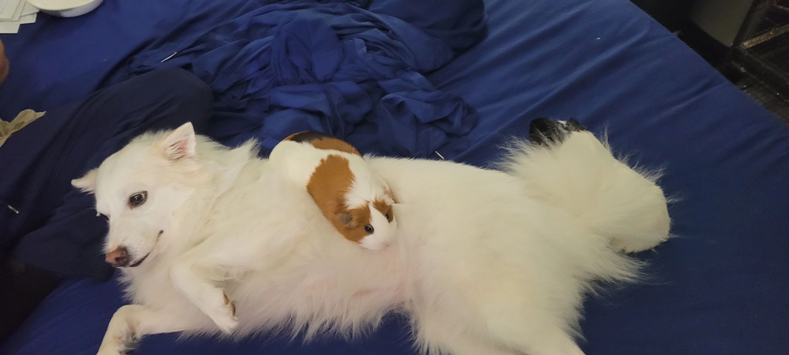 Two fluffy dogs on blanket