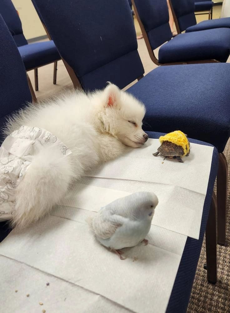 Fluffy white dog with turtle